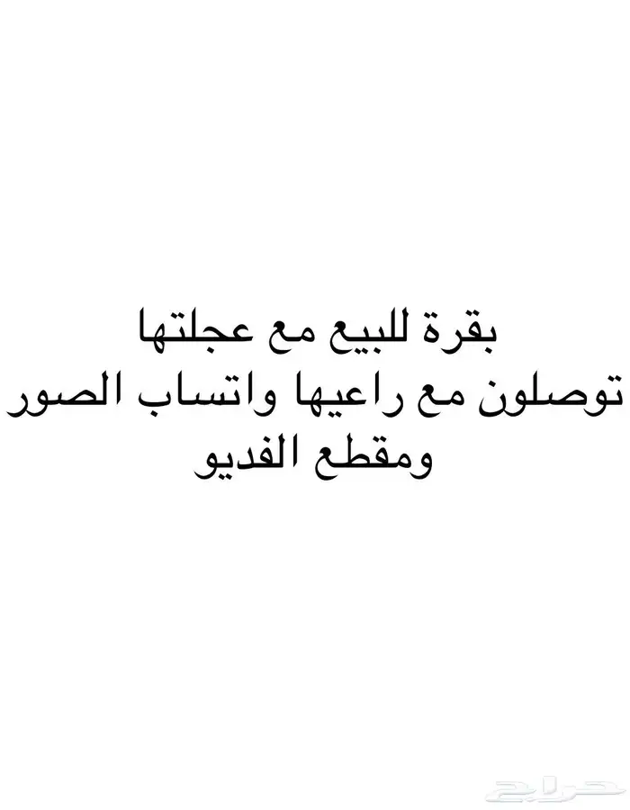بقره للبيع التفصيل والصور عند راعيها توصلو معه 0
