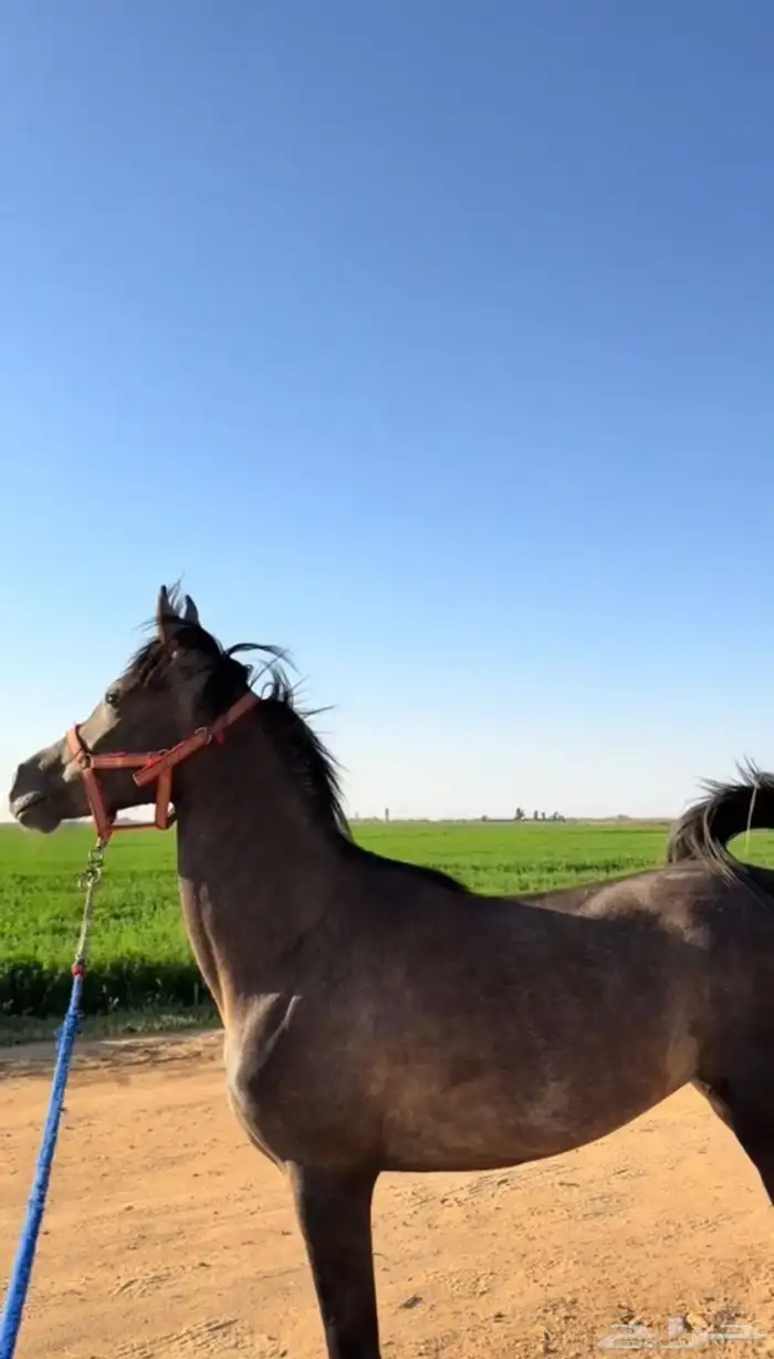 مهره عربيه شعبيه 1