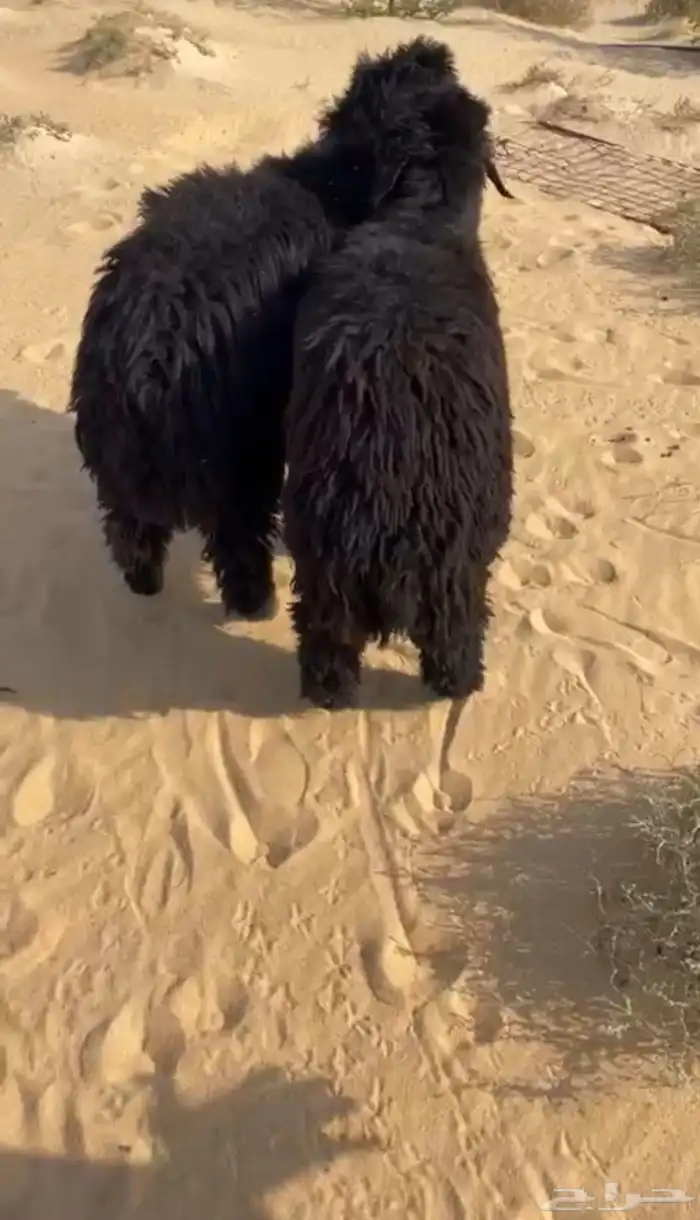 خرفان جذعان عرب طيبه 0
