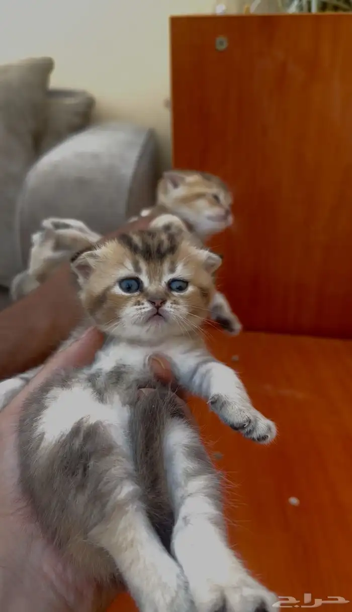 سكوتش فولد قولد انتاج بطل تم البيع 6