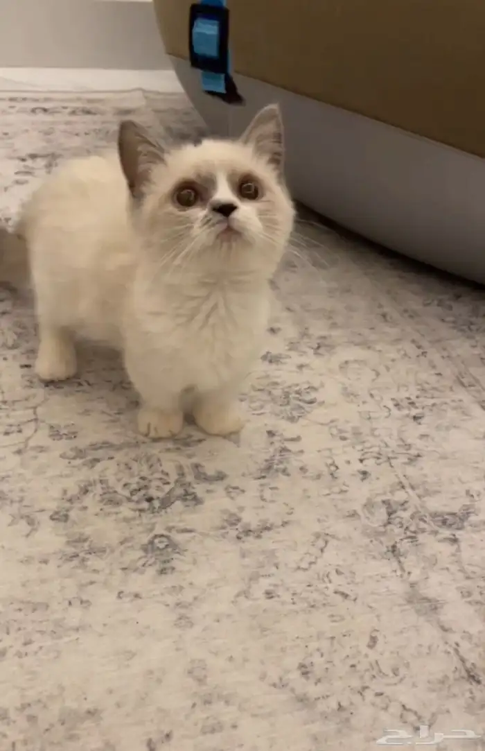 سكوتش عروض 7