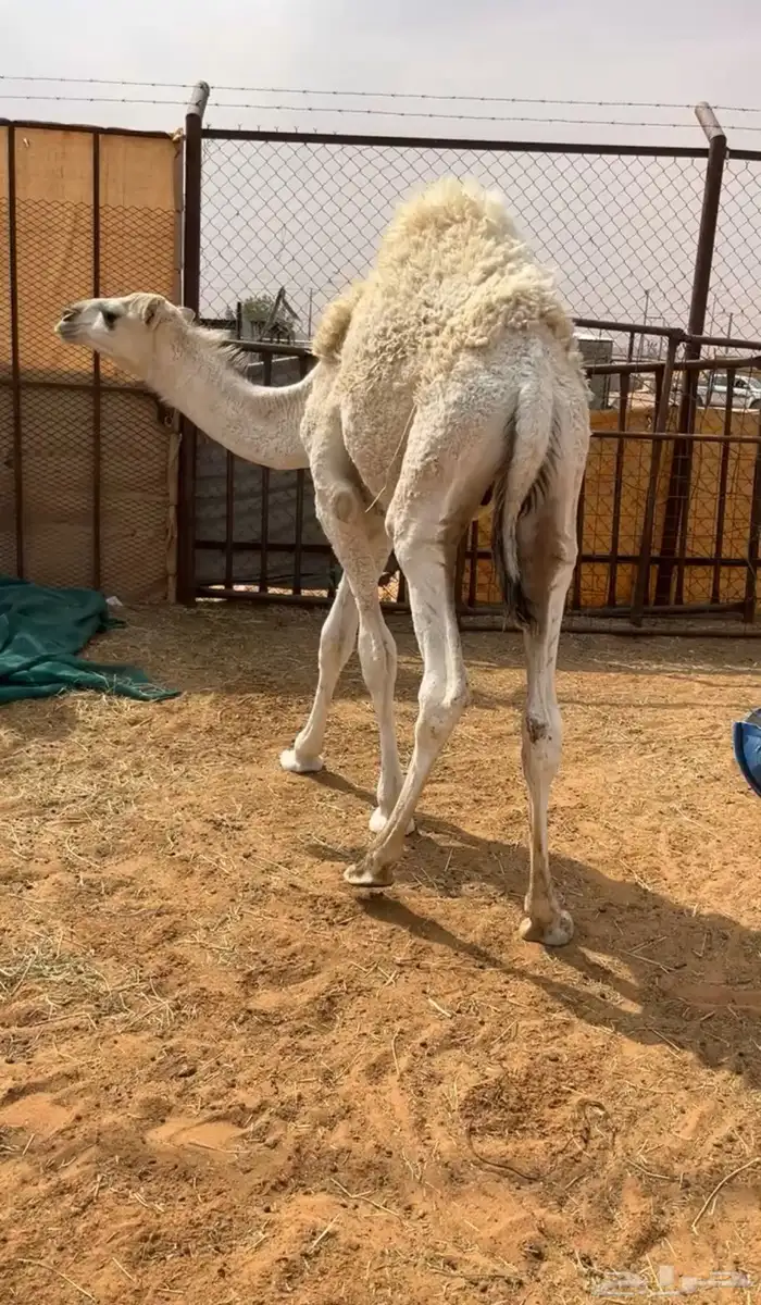 تم البيع حاشي عمره 8 شهور لباني تو مسحوب من امه 0