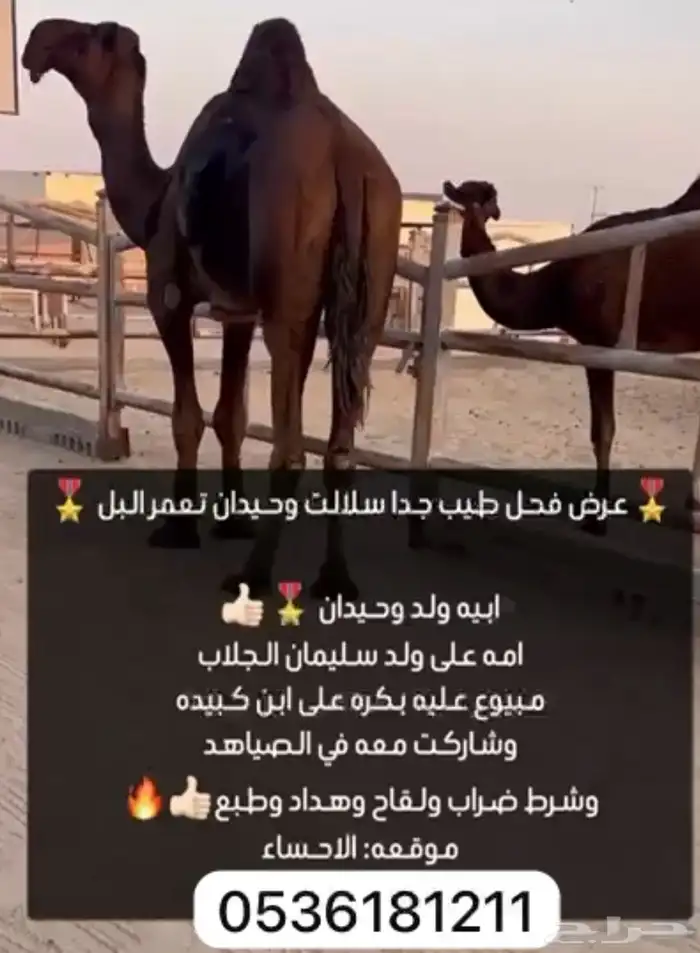 مجهم للبيع بعير كفو جدا وطيب 0