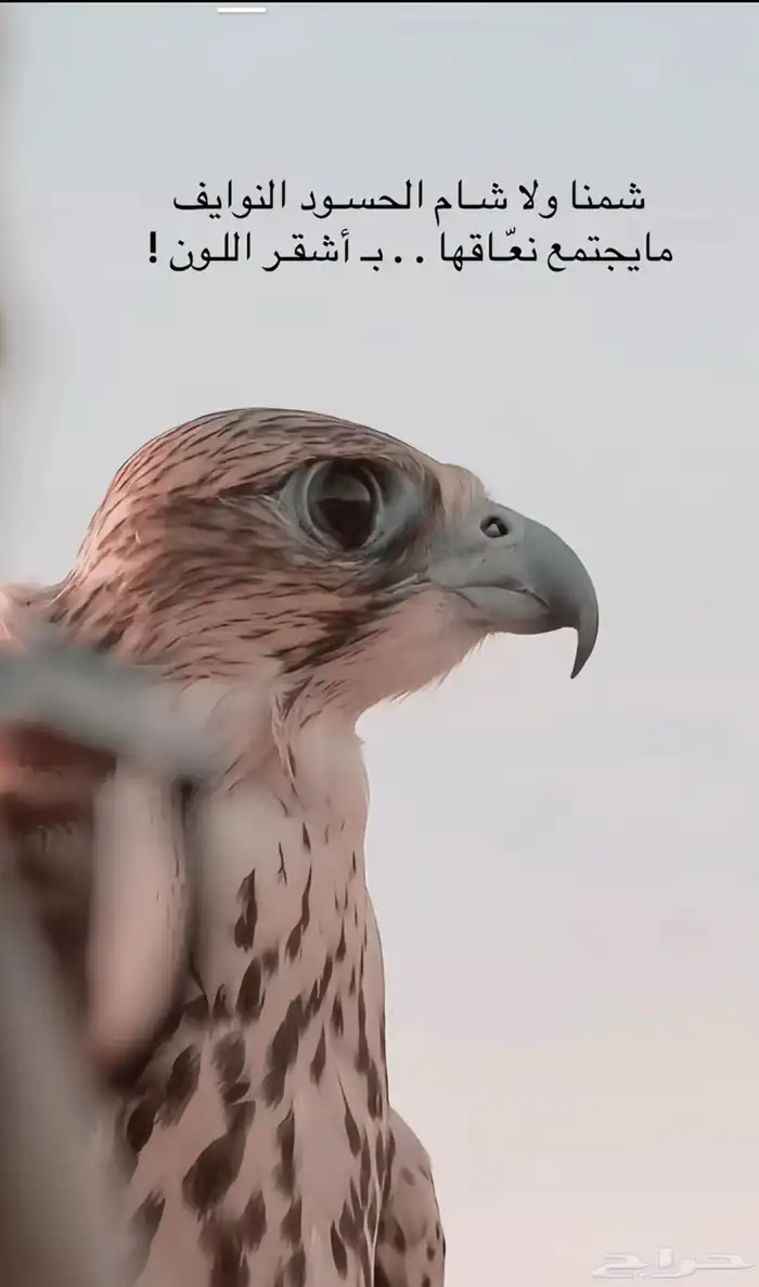 مطلوب جير شاهين او حر 0