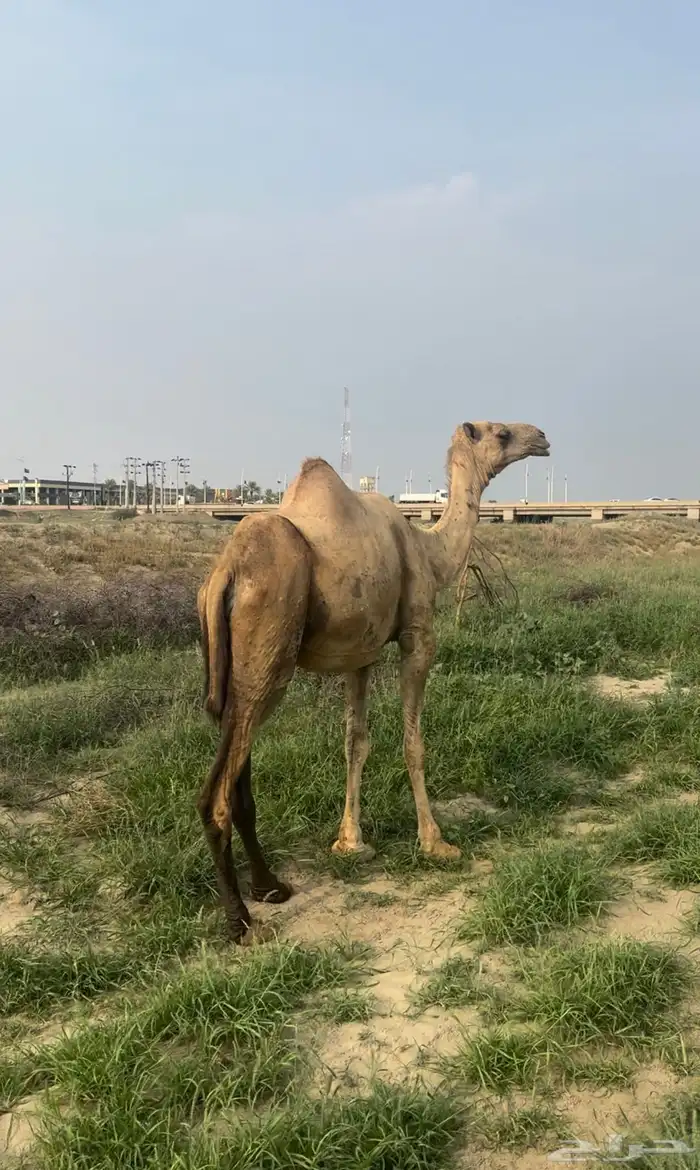 ناقة جنب مدني 1