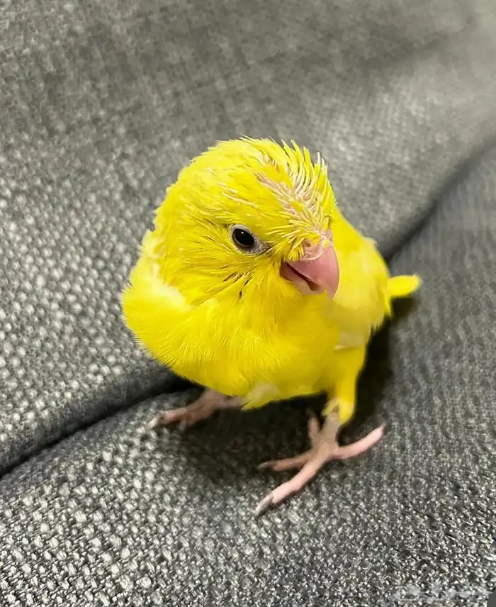 للبيع مني روز فراخه واجواز 8