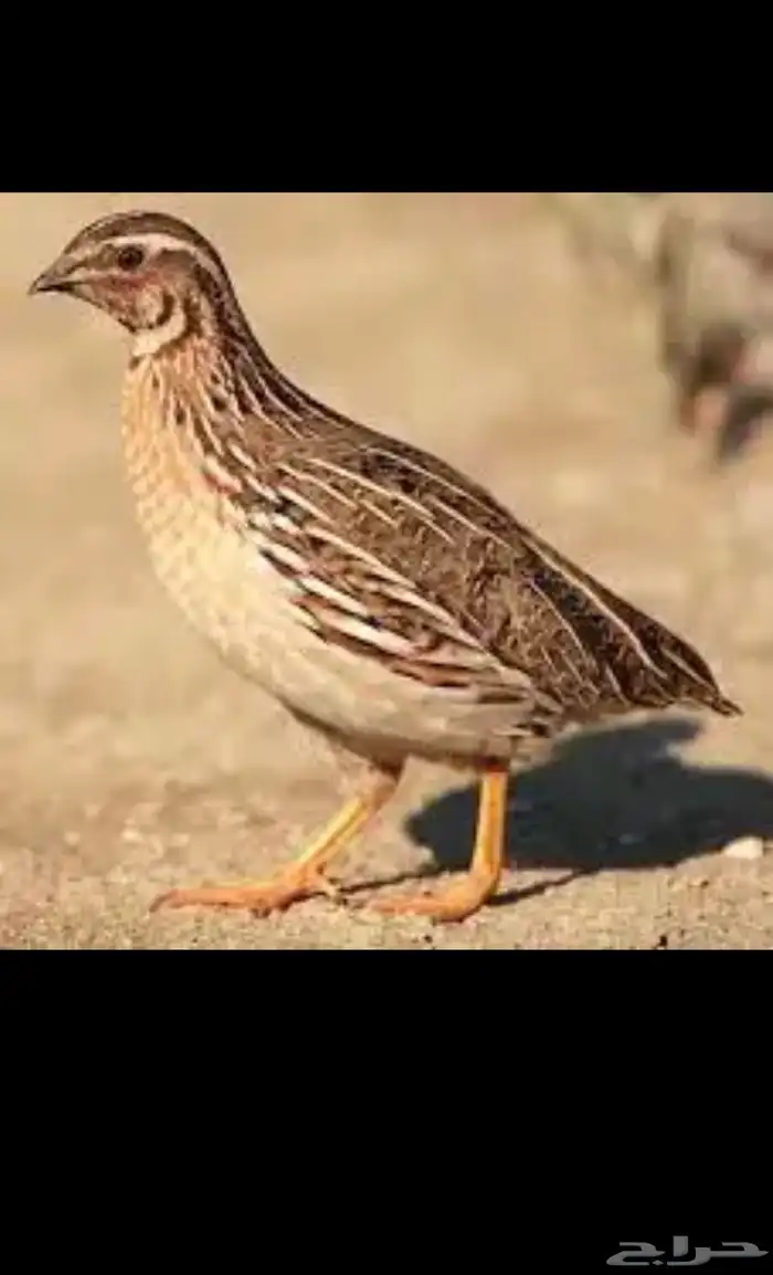 سمان مهاجر 0