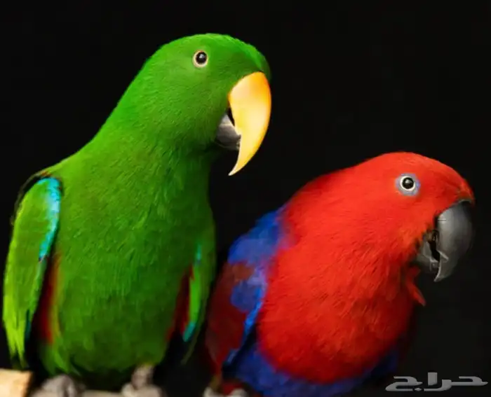 زوج اكلكتوس اليف متكلم 0