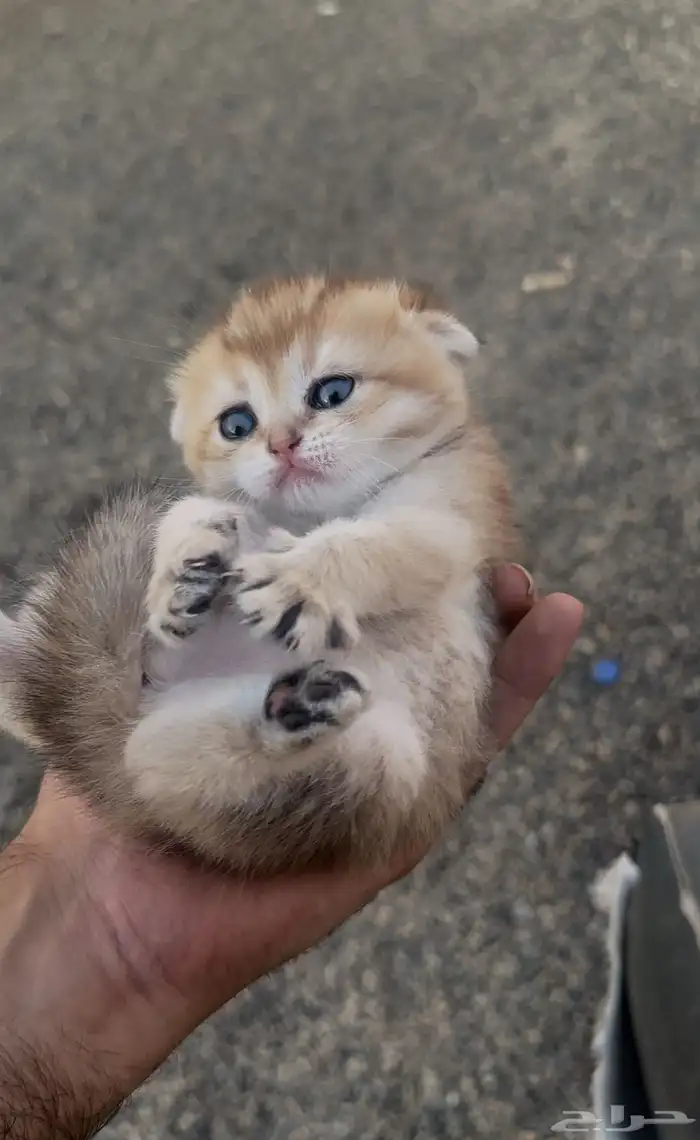 سكوتش فولد قولد انتاج بطل تم البيع 0