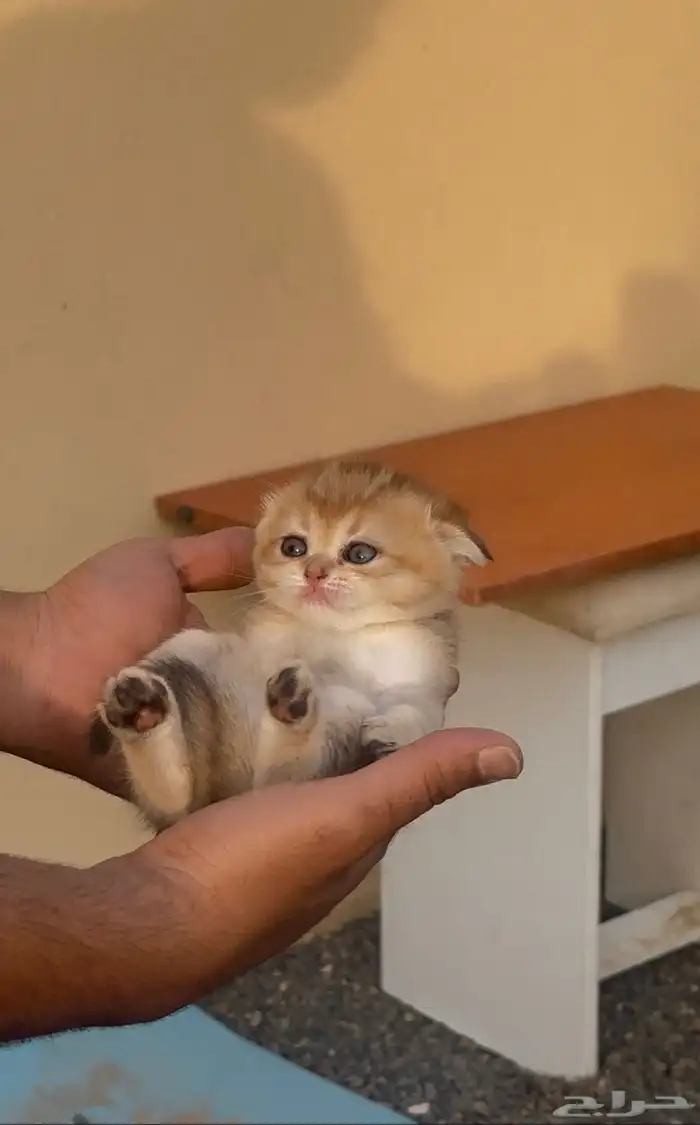 سكوتش فولد قولد انتاج بطل تم البيع 5