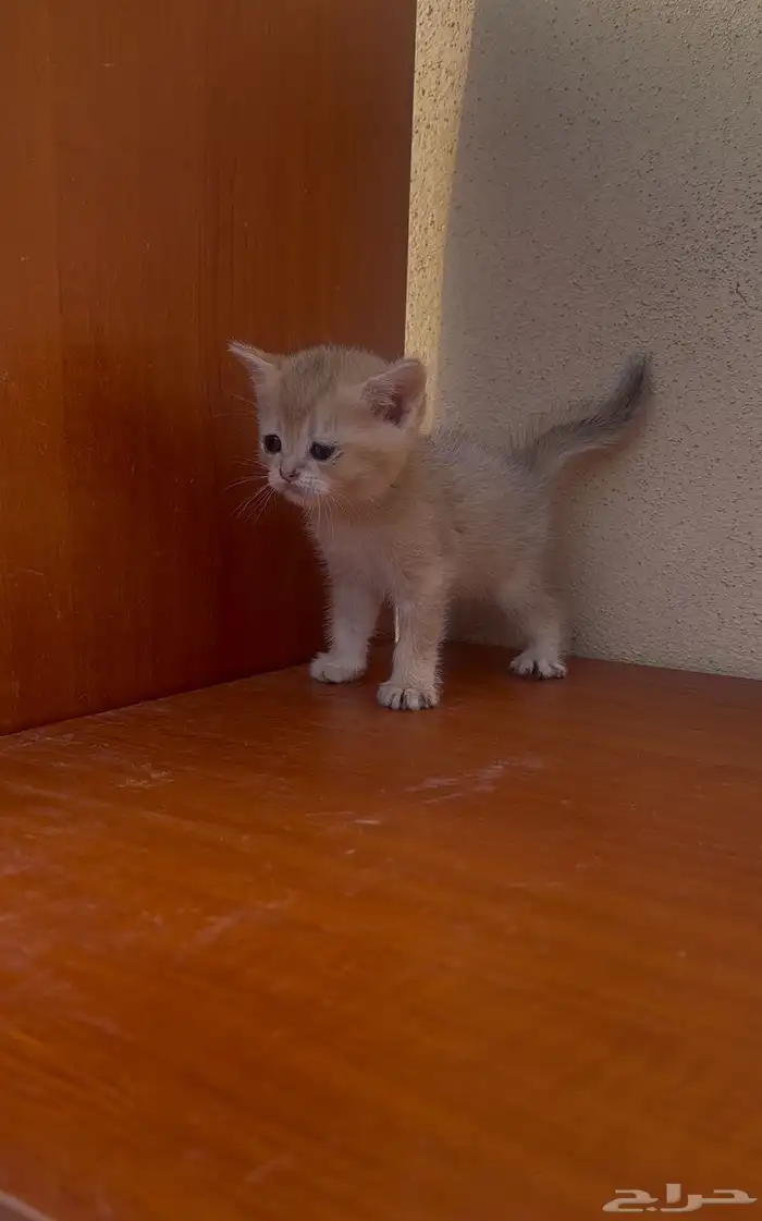 سكوتش فولد قولد انتاج بطل تم البيع 4