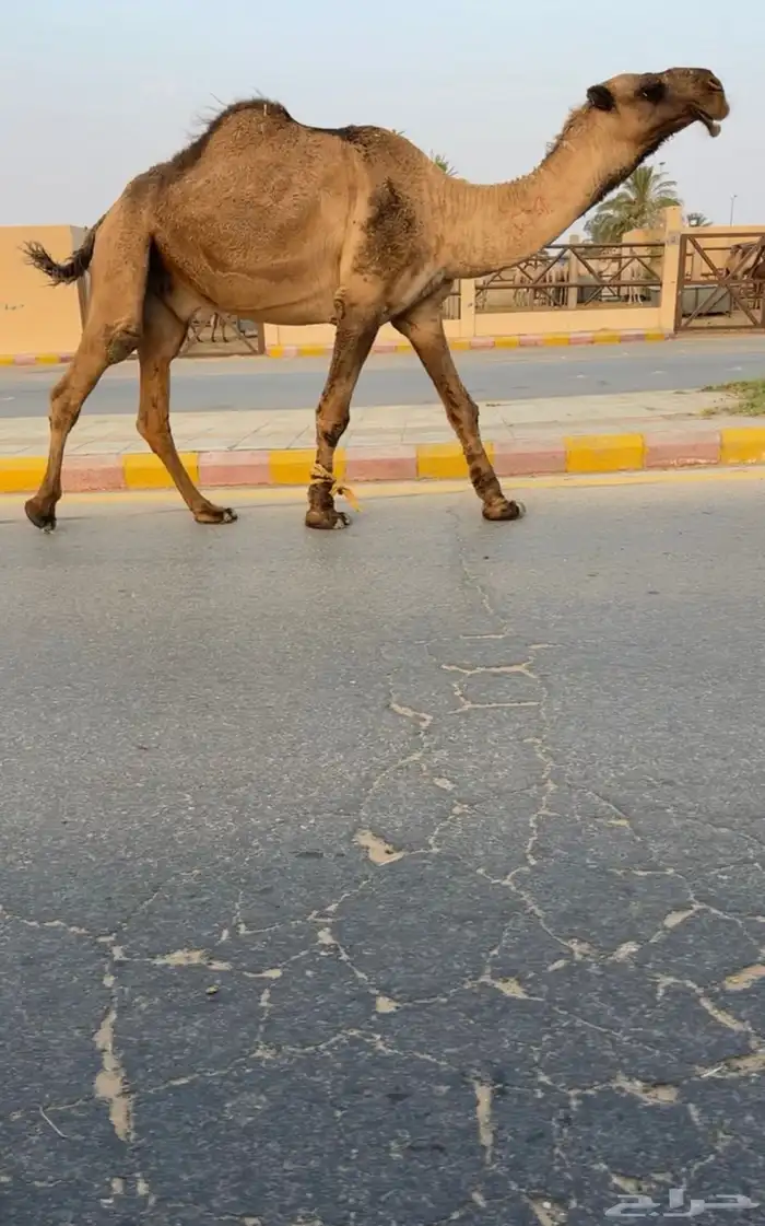 بعير اصفر 0