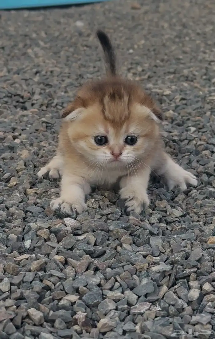 سكوتش فولد قولد انتاج بطل تم البيع 1