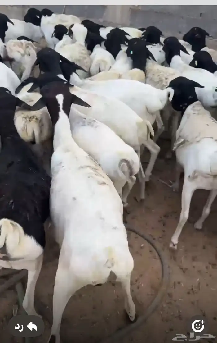 طليان برابر مرابي شحم وسعر مناسب جدا 2