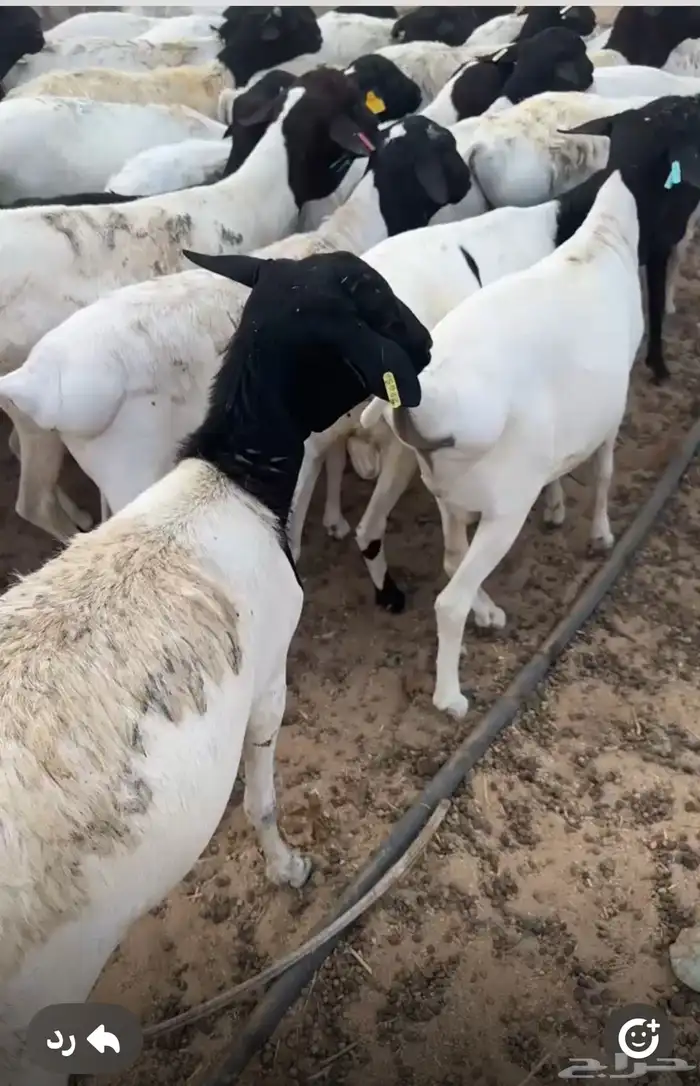 طليان برابر مرابي شحم وسعر مناسب جدا 3