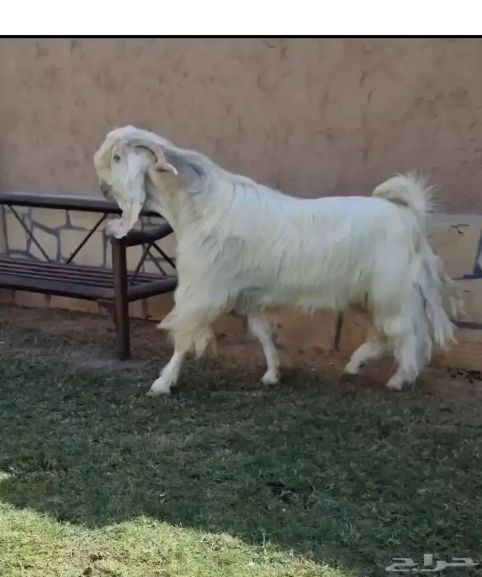 ماعز 2