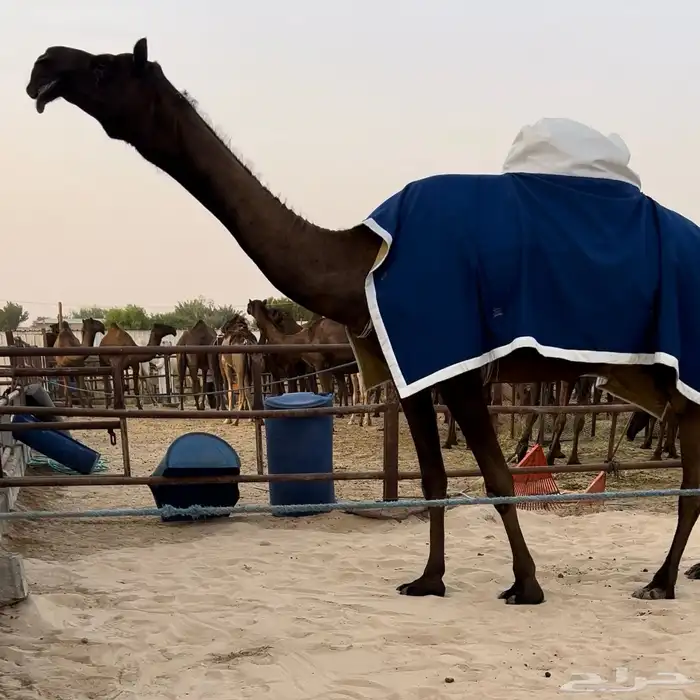 عشراء نادره مجهم 0