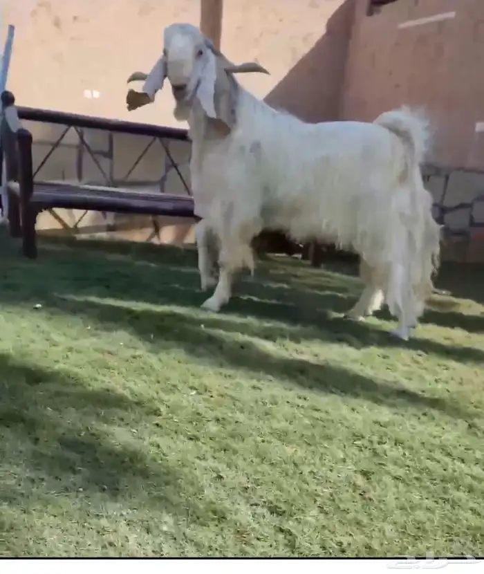 ماعز 1