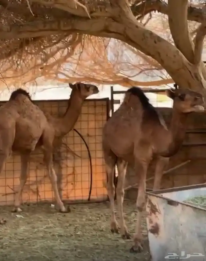 حشووو للبيع 0