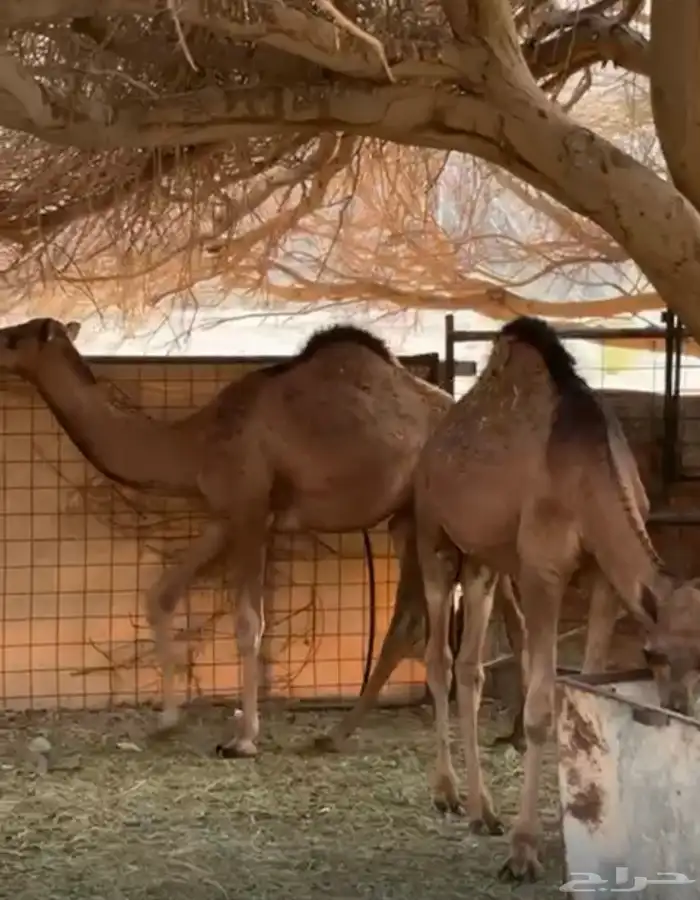 حشووو للبيع 1