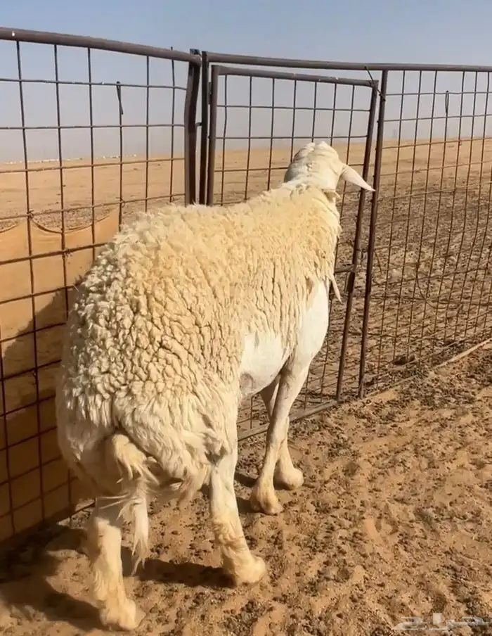 فحل صنف مشروط وله فديو 0
