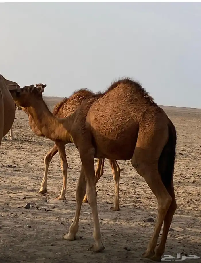 قعدان سواحل 1