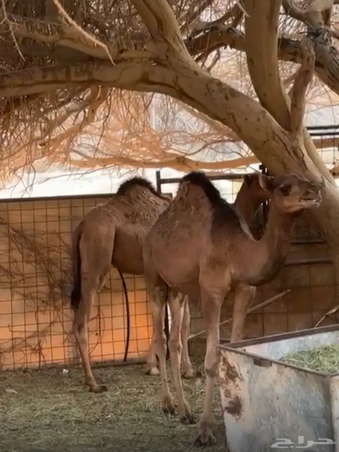 حشووو للبيع 2