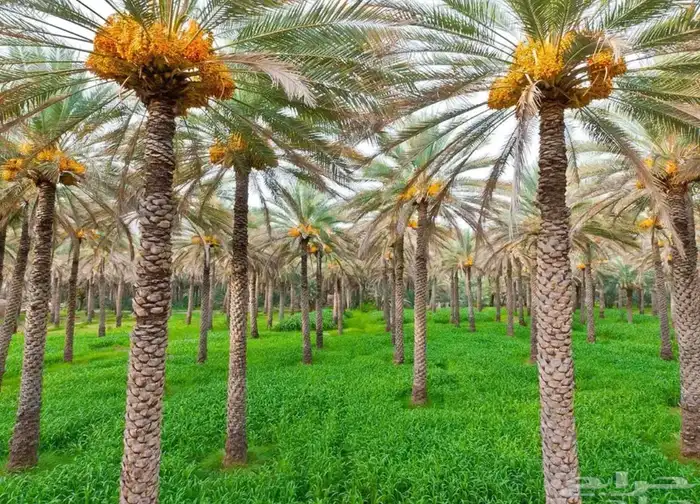 مطلوب مزرعة للإيجار عدد 2000 نخله سكري 0