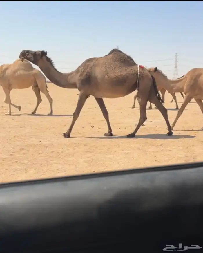 تم البيع 0