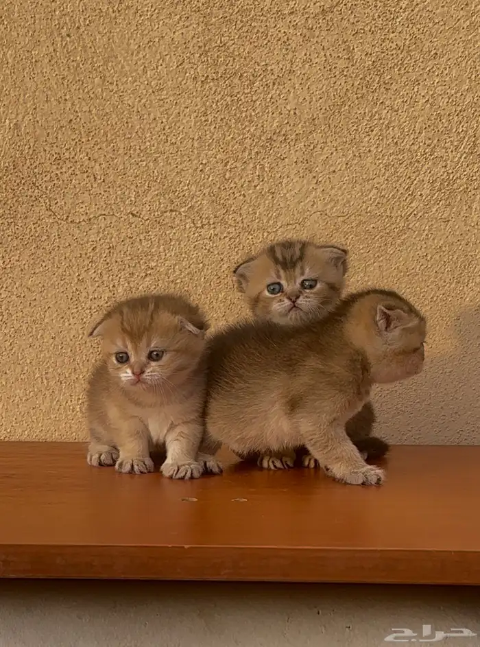 سكوتش فولد قولد انتاج بطل تم البيع 3