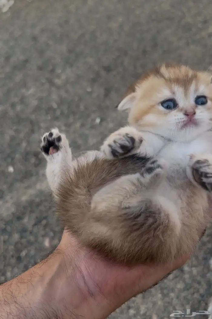 سكوتش فولد قولد انتاج بطل تم البيع 2