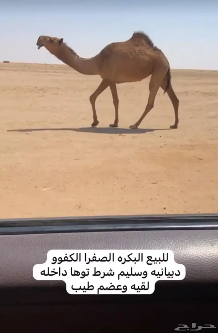 للبيع البكره لقيه يوجد ذود صفر العدد38 0