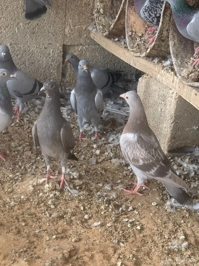 فروخ ( زغاليل ) زاجل 2