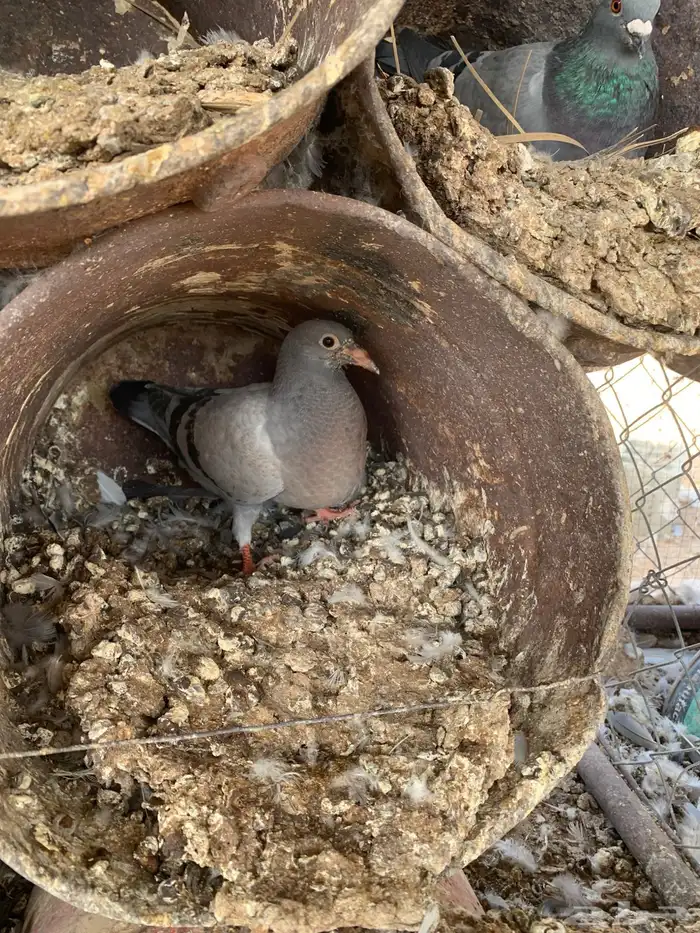 فروخ ( زغاليل ) زاجل 1