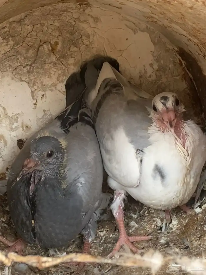 فروخ ( زغاليل ) زاجل 3