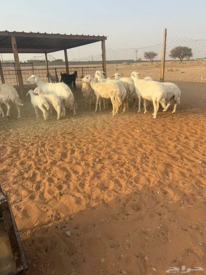 حريات 0