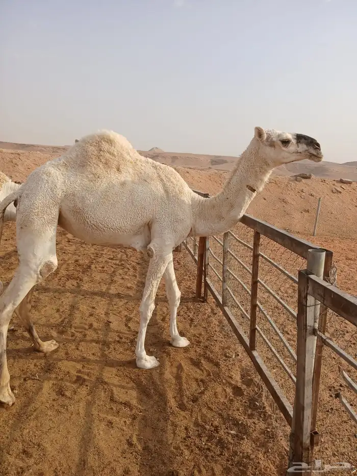 ارجو قراءة الإعلان جيدا  2بكار وقعود 2