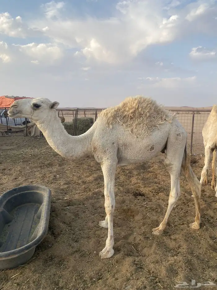 قعودين 1
