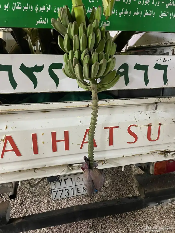 موز مثمر 0