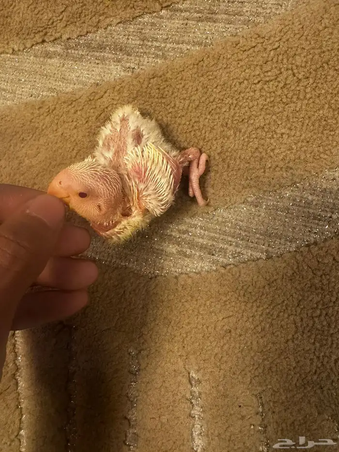 فروخ روز البينو 2