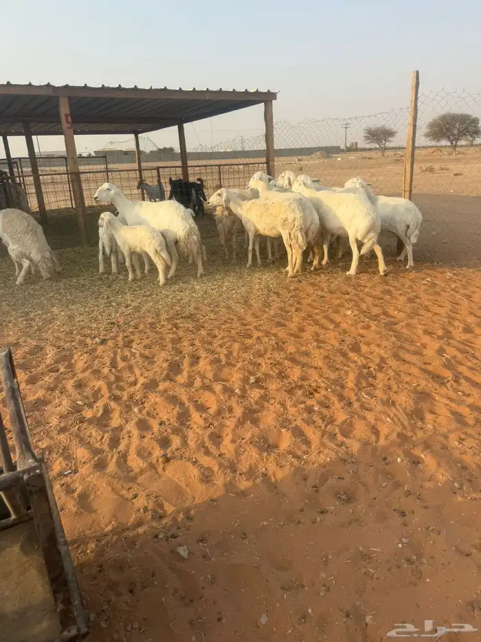 حريات 2