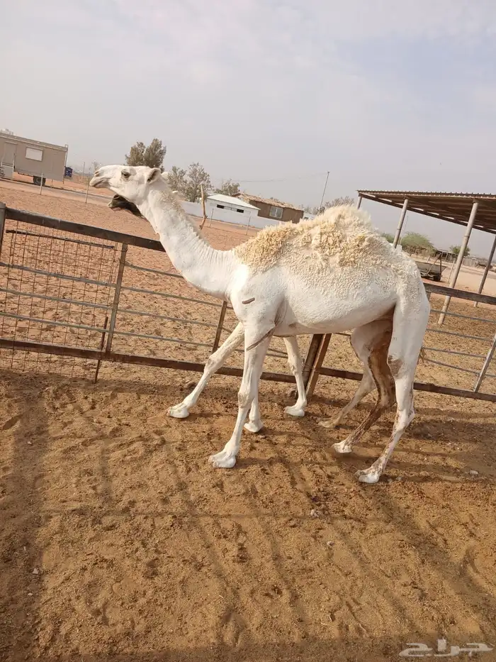 ارجو قراءة الإعلان جيدا  2بكار وقعود 0