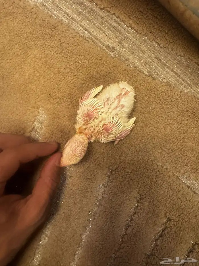 فروخ روز البينو 0