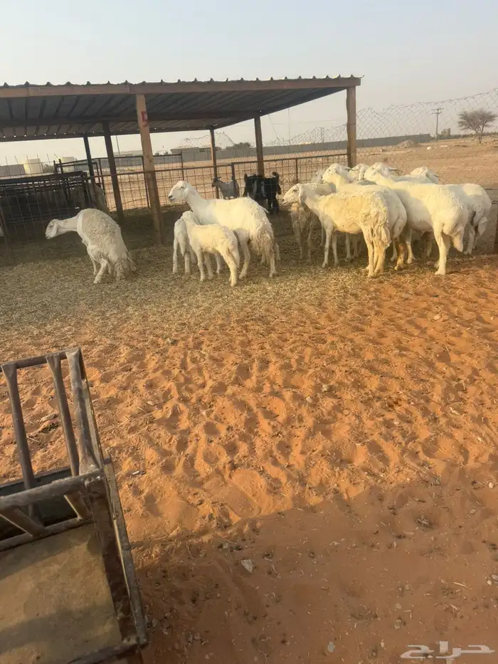 حريات 3