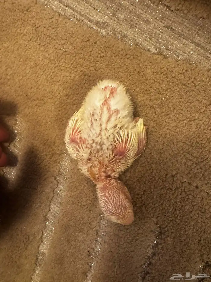 فروخ روز البينو 3