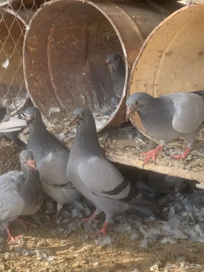 فروخ ( زغاليل ) زاجل 4