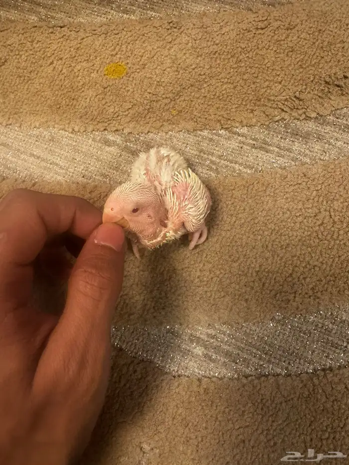 فروخ روز البينو 4