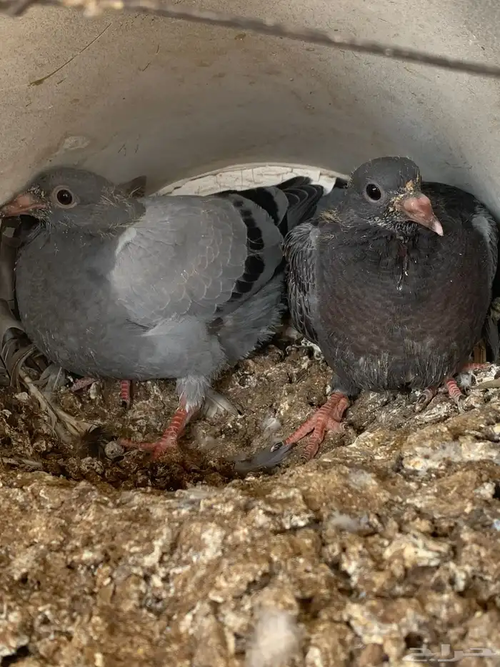 فروخ ( زغاليل ) زاجل 0