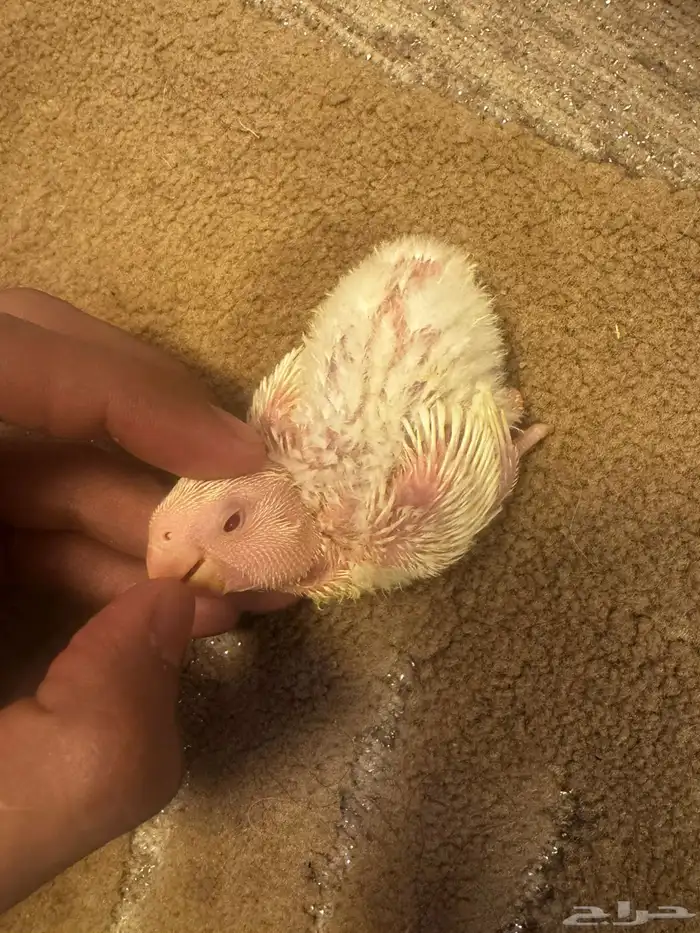 فروخ روز البينو 1