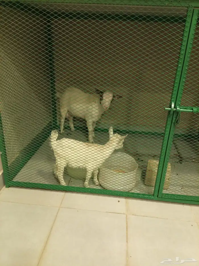 معزا قزميات 1